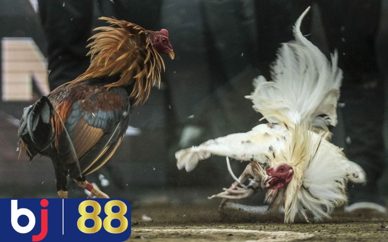 Chơi cá cược hợp pháp, an toàn tại nhà cái bj88