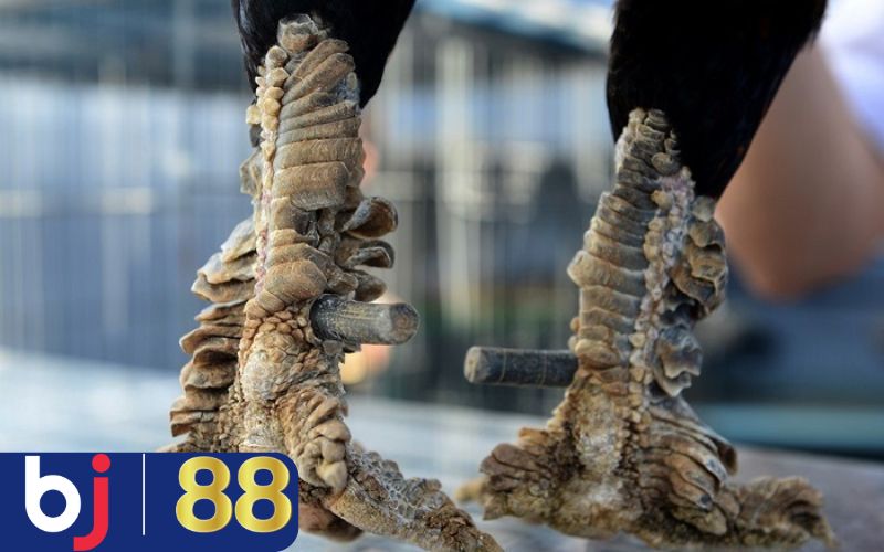 Dấu hiệu nhận diện gà chọi yếu kém khi coi vảy gà