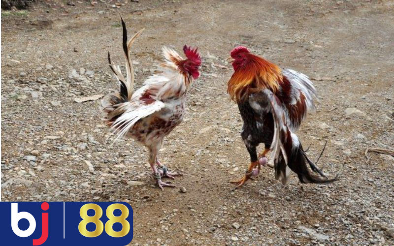 Sức hấp dẫn nổi bật của đá gà cựa sắt